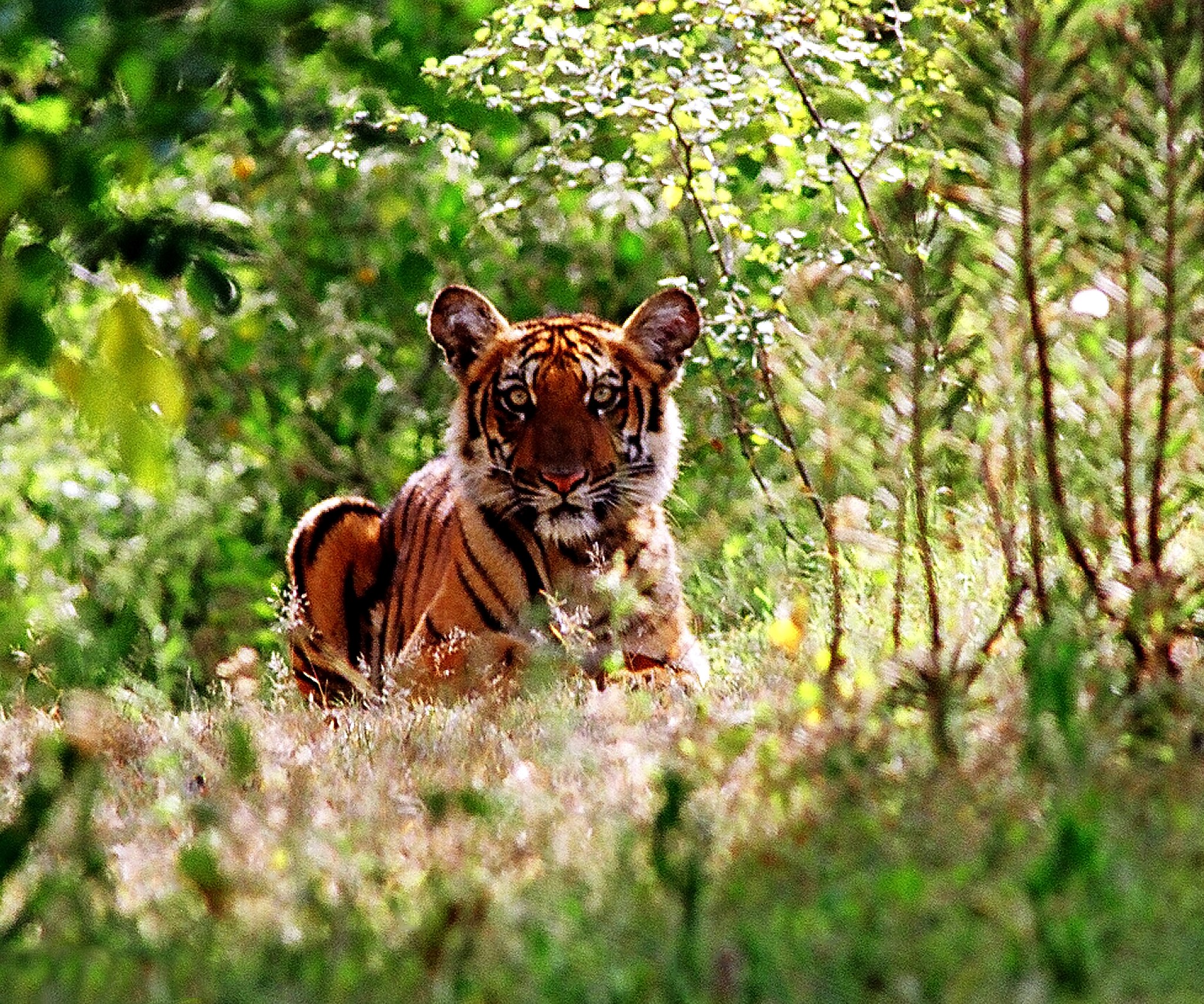 What is missing? | Tiger is the spirit of the Indian jungle, Kailash ...