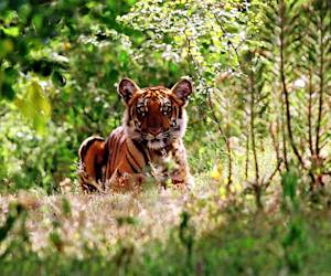Tiger is the spirit of the Indian jungle, Kailash Sankhala