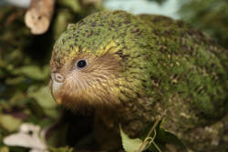 Highest number of endangered kakapo parrots since 1970s