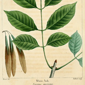 White Ash, Fraxinus americana