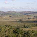 Uruguayan Savanna