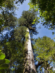 Patagonian Cypress