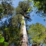 Patagonian Cypress