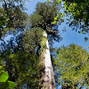 Patagonian Cypress