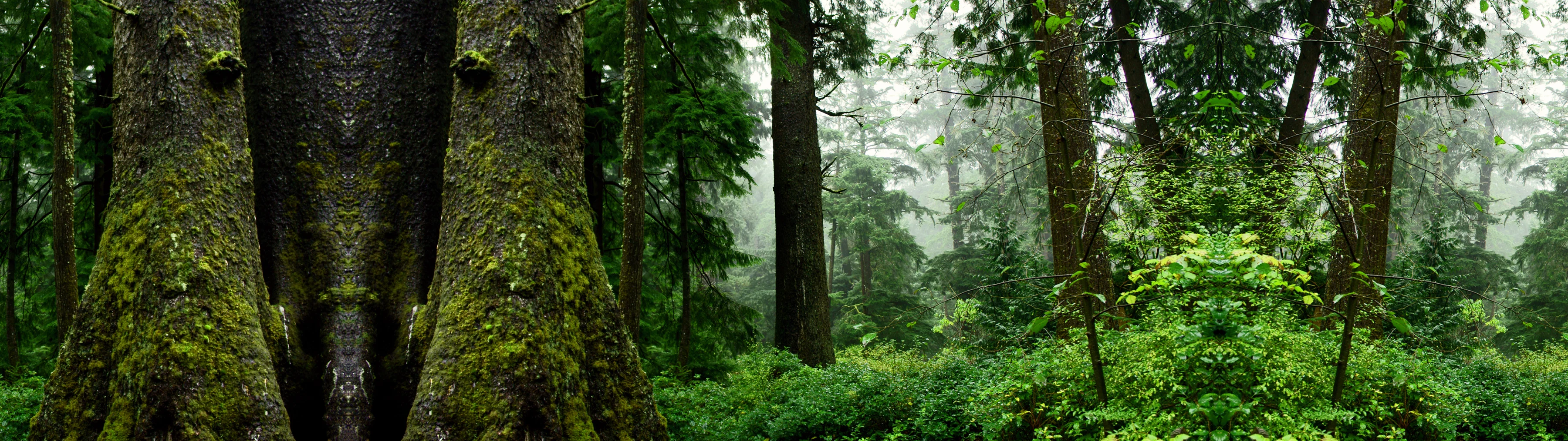 Solutions Hero Image Forests Overview