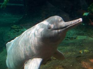 Amazon river dolphin (Boto)