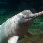 Amazon river dolphin (Boto)