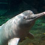Amazon river dolphin (Boto)