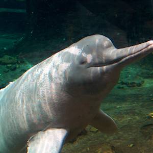Amazon river dolphin (Boto)