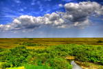 The Florida Everglades, largest wetland restoration 