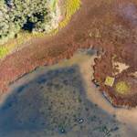 New South Wales Wetlands Restoration