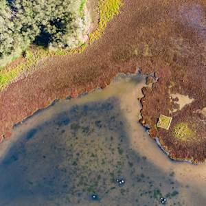 New South Wales Wetlands Restoration