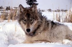 Wolves Have a Right to Exist, Wolf Specialist Group 