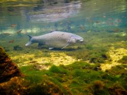 Carp and tilapia introduced, threatening axolotl populations