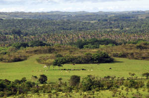 Parque Nacional Natural Serranía de Manacacías,  protecting link between Llanos and Amazon