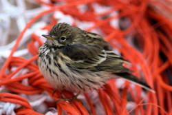 One Third of Birds Disappear from French Farmlands