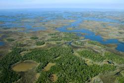 The North American Coastal Plain, including Florida, named global biodiversity hotspot