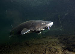 For Yakama Nation, saving the river means saving the sturgeon