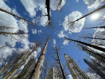 Ghost Forest– Madison Square Park