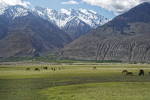 Hindu Kush Alpine Meadow