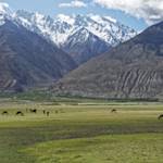 Hindu Kush Alpine Meadow