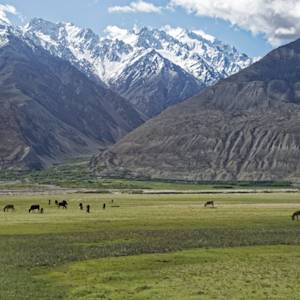 Hindu Kush Alpine Meadow