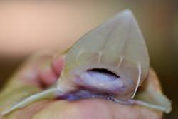 Pallid sturgeon population in peril