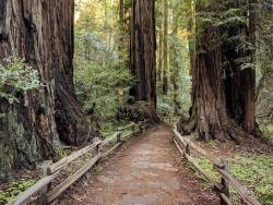 Old growth redwood forest protected