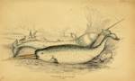 Narwhal, "Unicorn of the sea"