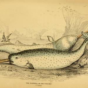 Narwhal, "Unicorn of the sea"