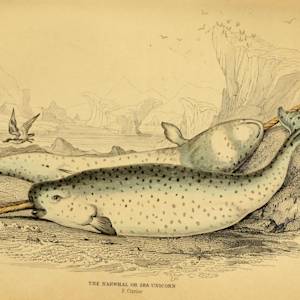 Narwhal, "Unicorn of the sea"