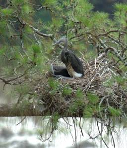 White-Bellied Heron