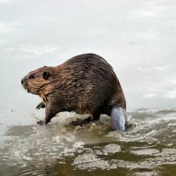 Ecologists propose beaver rescue plan that will help 're-wild' the American West