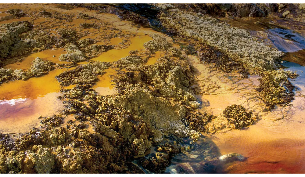 Toxins and Mining w gradient