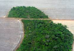 Only 8% of forest remains