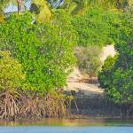 Community Mangrove Rehabilitation