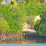 Community Mangrove Rehabilitation