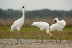 Whooping cranes heavily affected by weather disasters and climate change