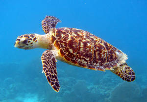Hawksbill turtle conservation in Qatar