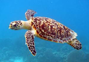 Hawksbill turtle conservation in Qatar
