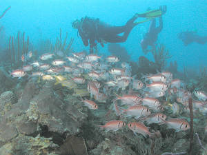 Bleached coral reefs