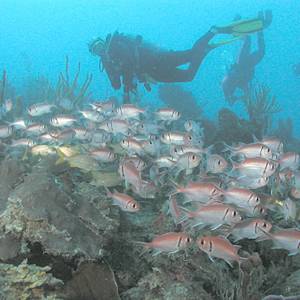 Bleached coral reefs