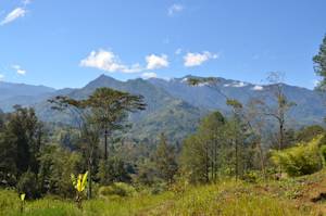 New Guinea Forests