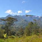 New Guinea Forests