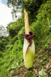 Corpse flower