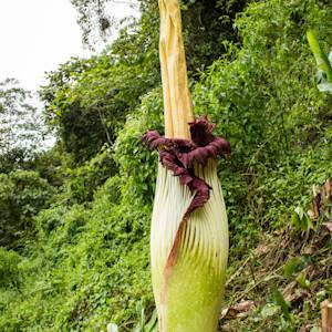 Corpse flower