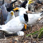 Chinese Crested Tern
