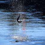 No salmon left