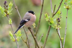 Back from the Brink: Azores bullfinch