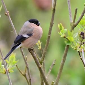 Back from the Brink: Azores bullfinch